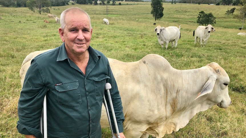 A man stands on crutches with cows behind him in a paddock.