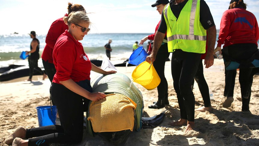 People pour buckets of water on to a stranded pilot whale.