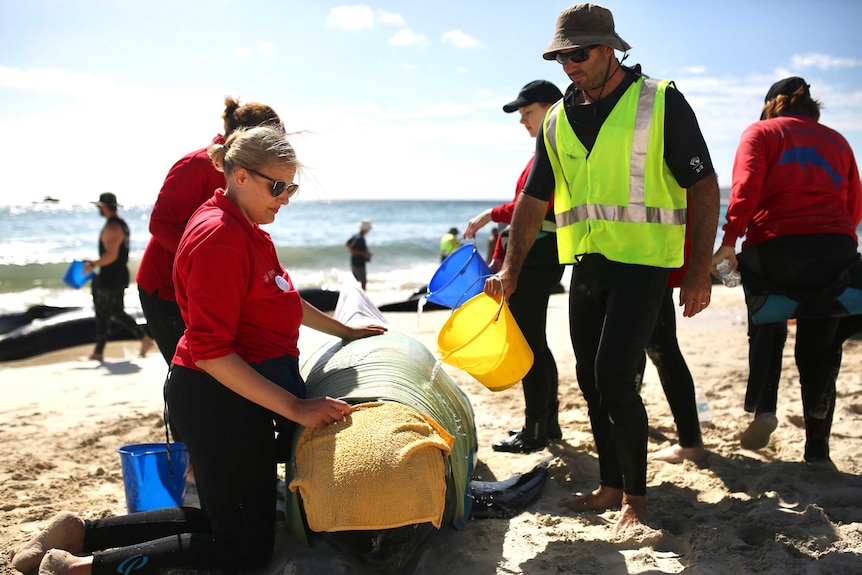 People pour buckets of water on to a stranded pilot whale.