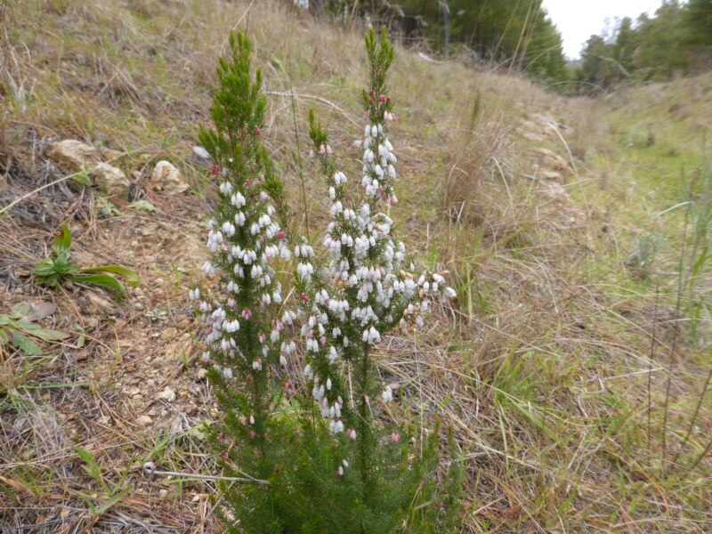 Citizen botanists help track rare plants and stop the spread of noxious ...