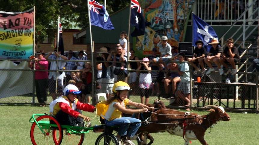 Goat racing at Barcaldine