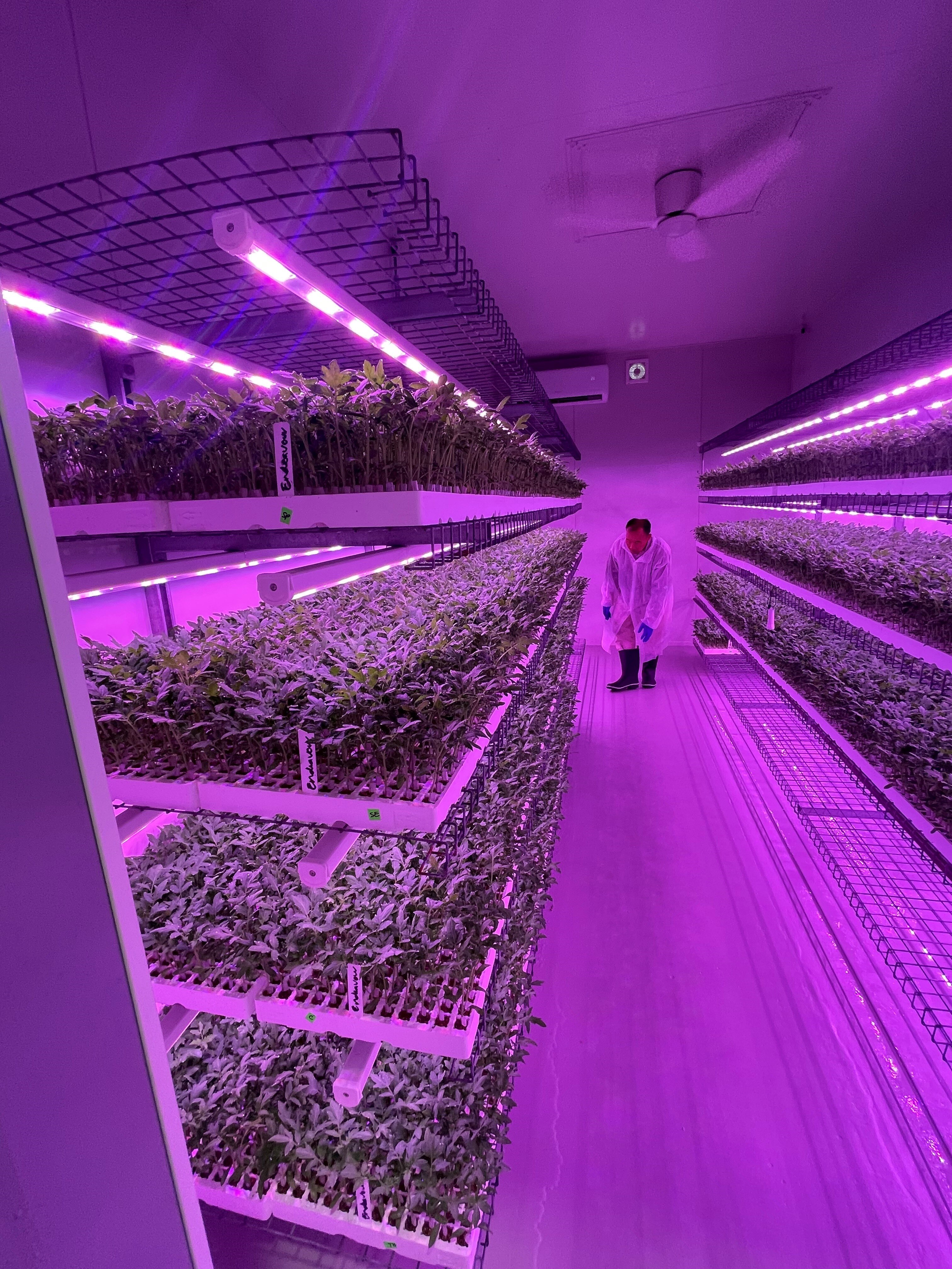 A man in a white coat in a dark room with purple light looking at seedlings