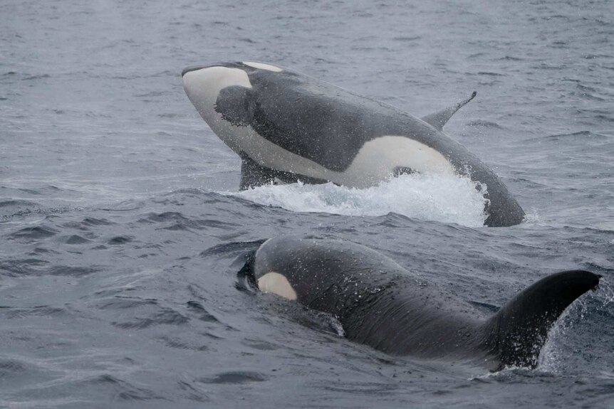 Two killer whales on the surface of the ocean, one breaching.