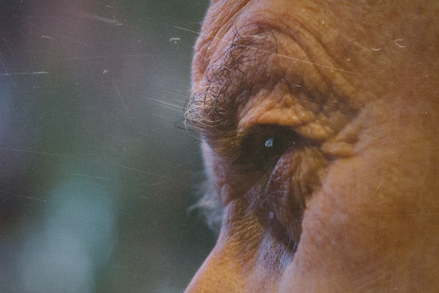 An elderly man's eye and bushy grey eyebrow