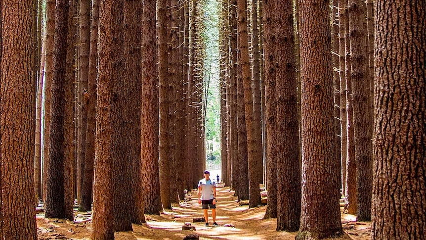 A man stands amongst tall pine trees.