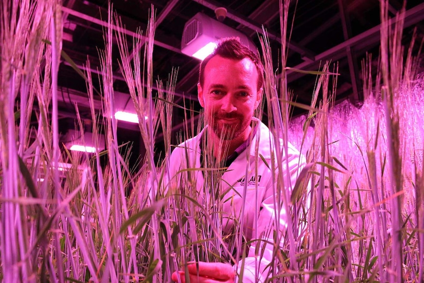 Dr Lee Hickey inside a speed breeding greenhouse