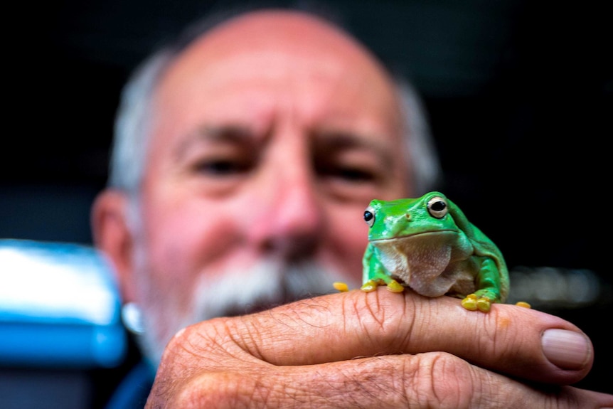 Green tree frog with Arthur White in the background