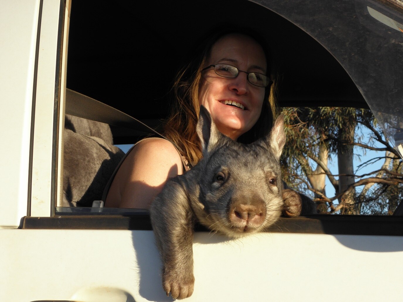 A wombat leans out of a car window with a woman smiling behind it