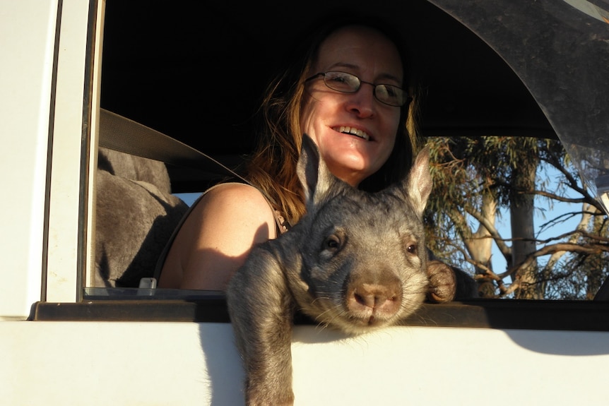 A wombat leans out of a car window with a woman smiling behind it.