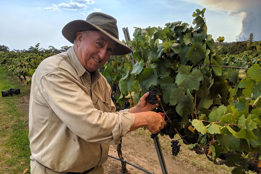 A winemaker, wearing a hat, picks grapes in a vineyard