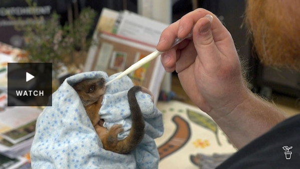 A ringtail possum in a blanket being fed milk with an eyedropper. Has Video.