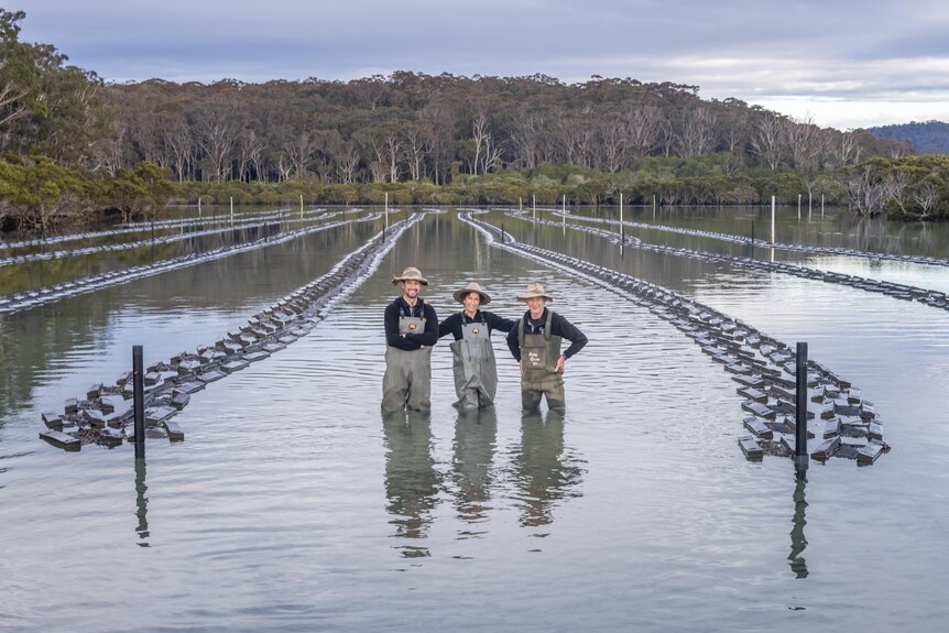 Oyster farmers standing in the water