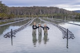Oyster farmers standing in the water