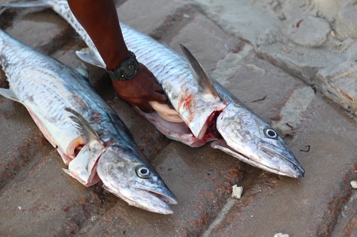 A man stuffs his hand into the body of a dead fish, with another dead fish beside it.