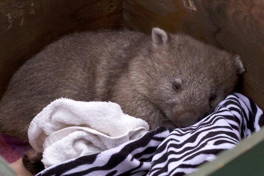 A very cute wombat sleeps on a zebra-striped blanket