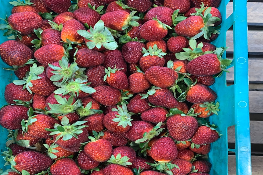 Photo of a punnet of strawberries.