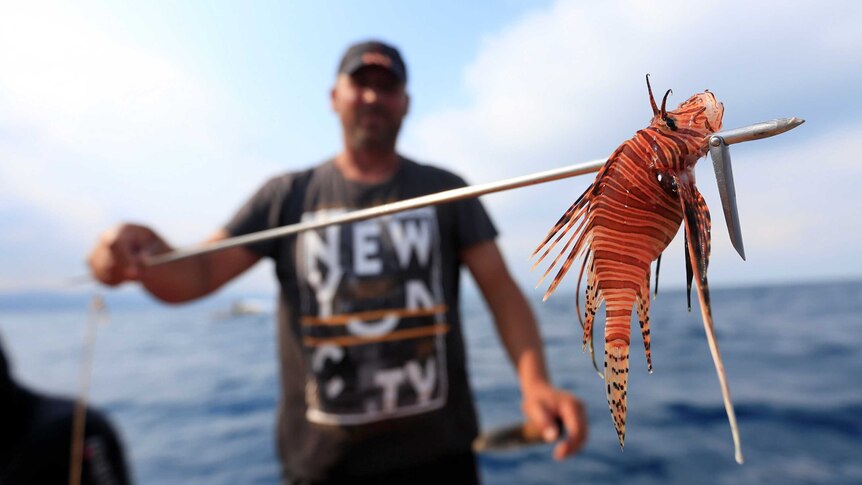 A fisherman holds a bright orange stripped lionfish on the end of a spear.