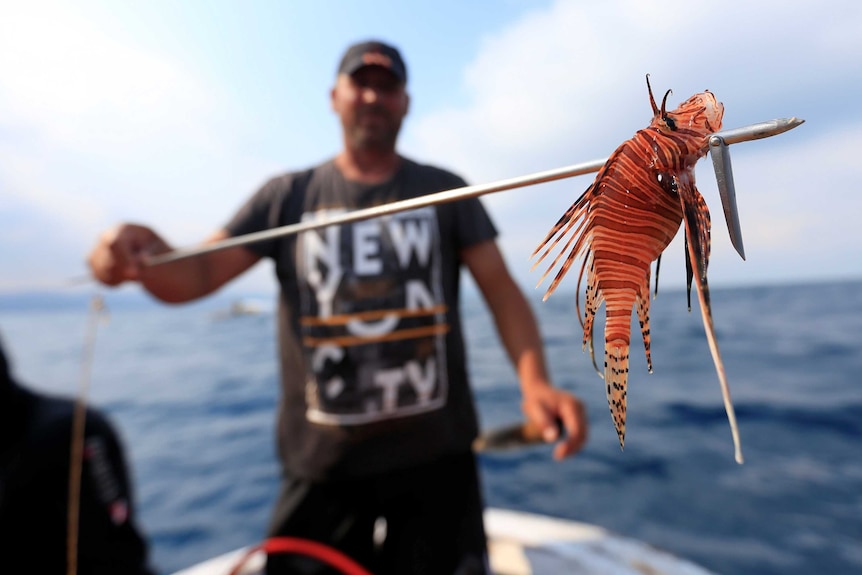 A fisherman holds a bright orange stripped lionfish on the end of a spear.