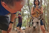 Kangaroo selfie: taking a social media photos
