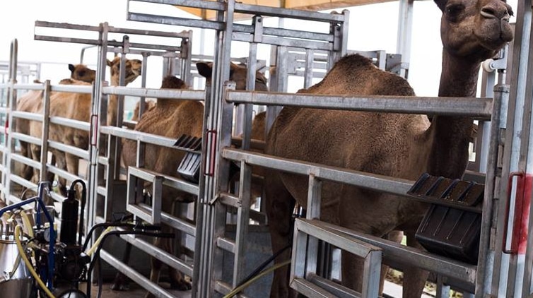 Camel stands in a milking frame and is attached to a milking machine.