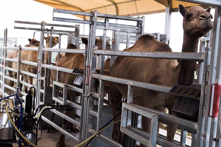 Camels stand in a milking frame and is attached to a milking machine.