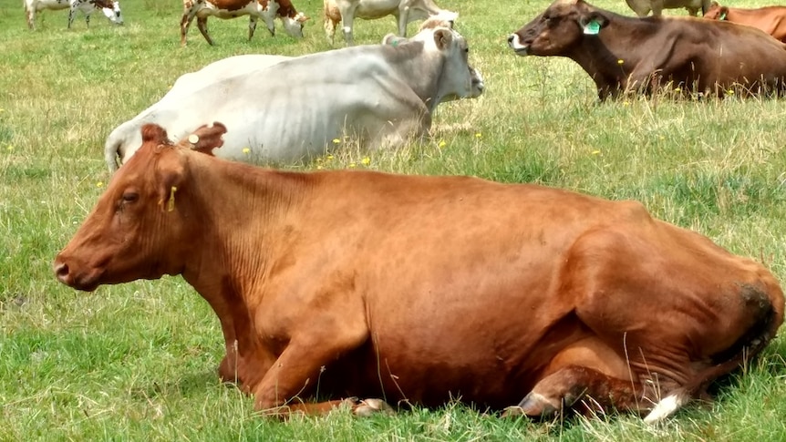 An Australian Dairy Shorthorn Cow
