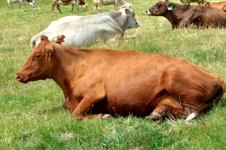An Australian Dairy Shorthorn Cow