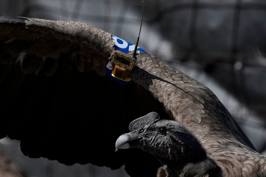 Un grande uccello scuro con un'antenna e un numero bianco su una cintura blu attaccata all'ala.