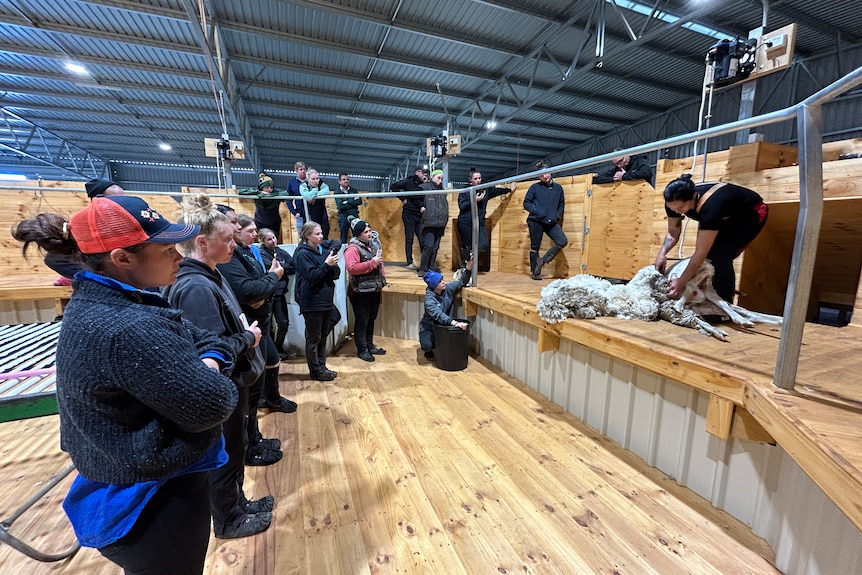 Women watching another woman shear a sheep.