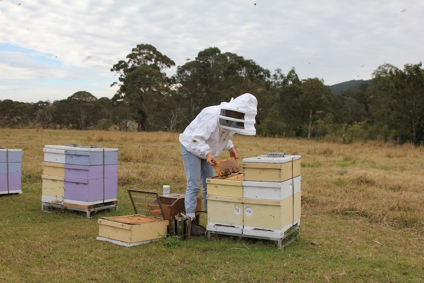 A beekeeper wearing a white beekeeper suit checking a honey bee frame in a stack of cream and white bee hives.