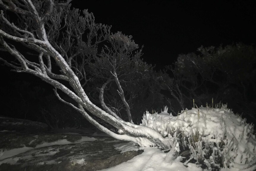 Snow coats low grass and a small tree on Bluff Knoll.