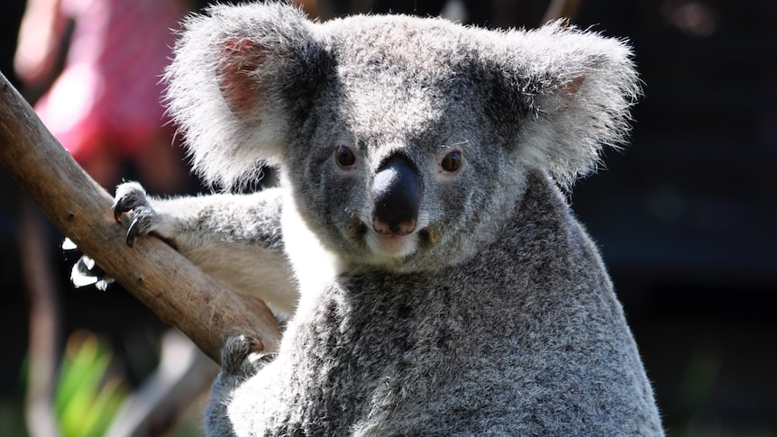 koala on a tree branch