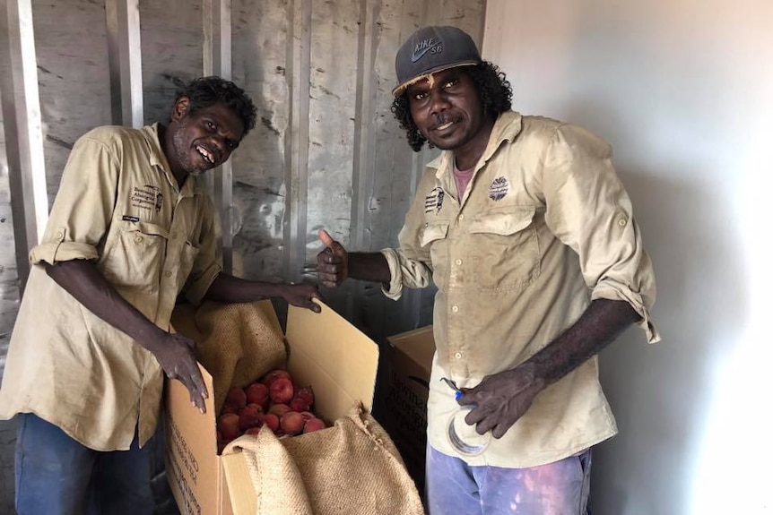 Red bush apples in Maningrida cool room