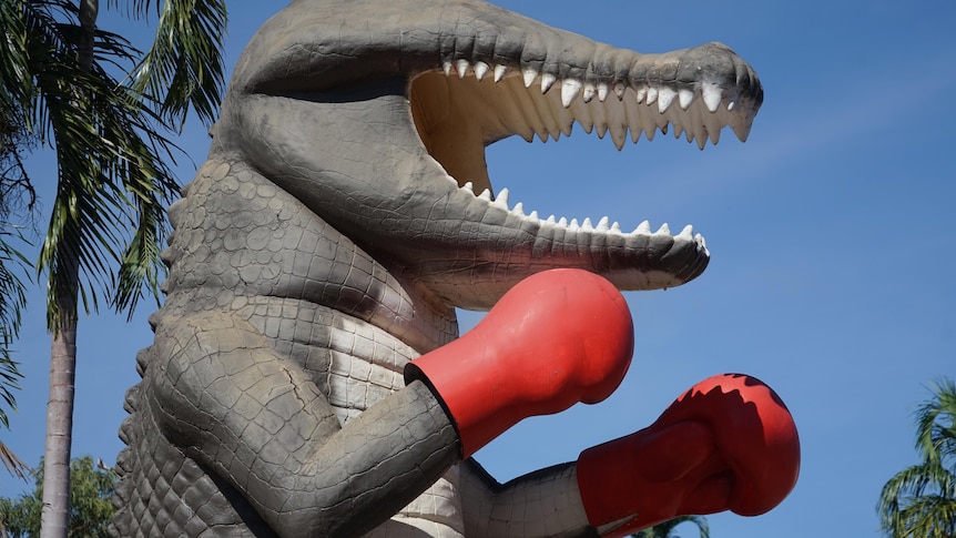 A close up shot of the Humpty Doo boxing croc statue with the croc's teeth showing and red boxing gloves in picture.
