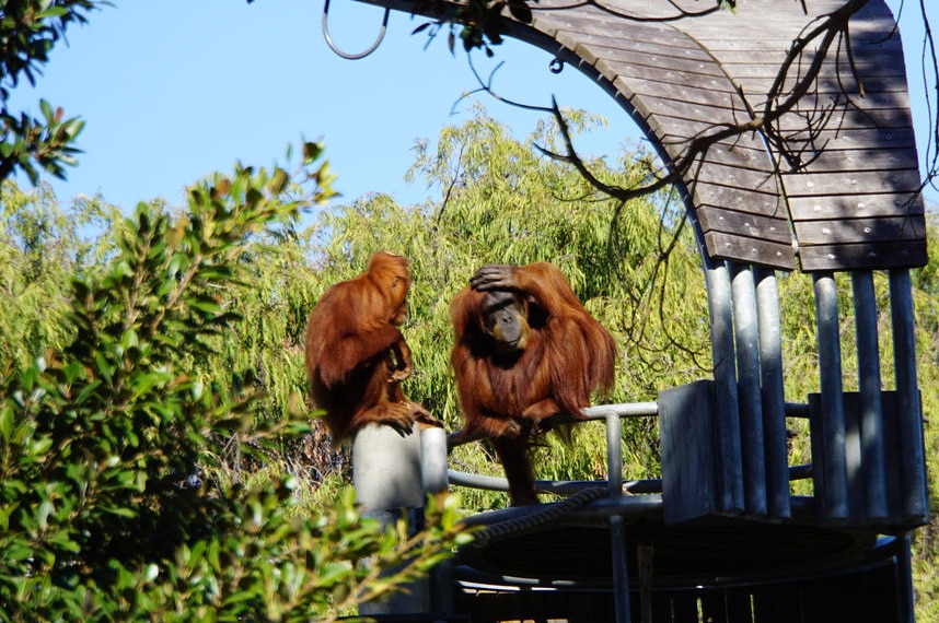 Two orangutans sit atop metal bars among trees, inside their enclosure at Perth Zoo.