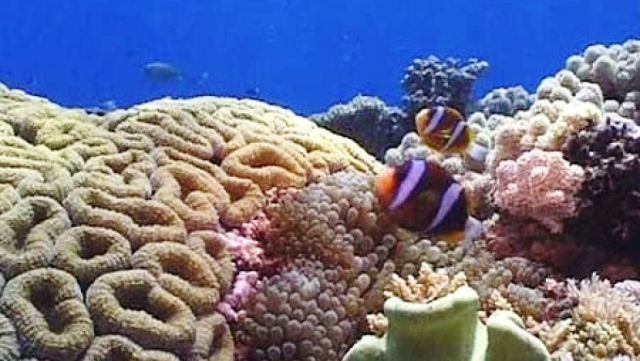 coral marine fish sea generic thumbnail