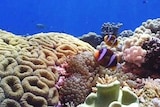 coral marine fish sea generic thumbnail