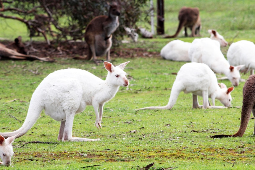 White kangaroos mingle with their darker-coloured cousins on some grass.
