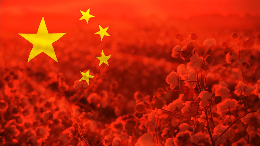 a composite image of the Chinese flag with a cotton crop superimposed underneath.