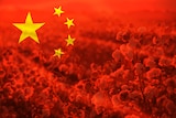 a composite image of the Chinese flag with a cotton crop superimposed underneath.