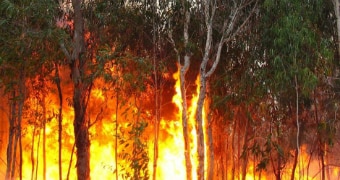 Bushfires: pic for teaser box