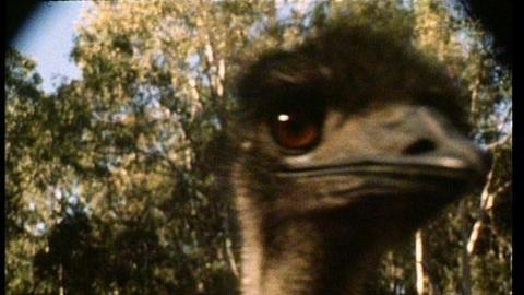 An emu's head