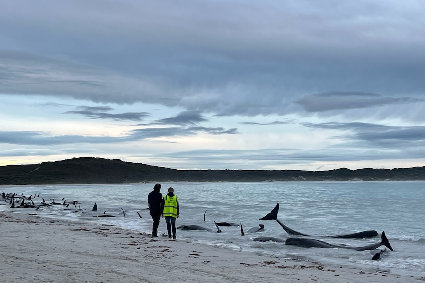Two people on beach looking at stranded whales.