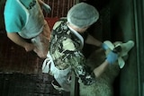 Workers at Cradoc Hill Abattoir put down a sheep