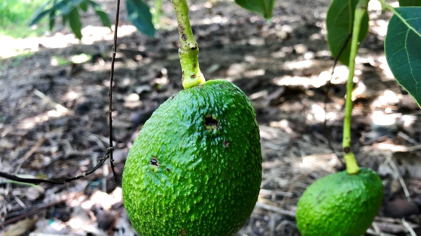 A small, undersized avocado hangs on a damaged stem with holes in its skin caused by hail