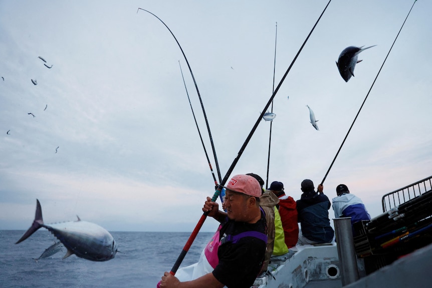 A man reels a katsuo fish on a fishing rod with fish jumping in the foreground and other men fishing in the background.
