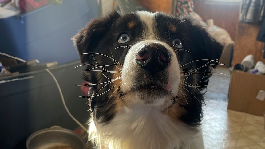 An Australian Shepherd dog looking up