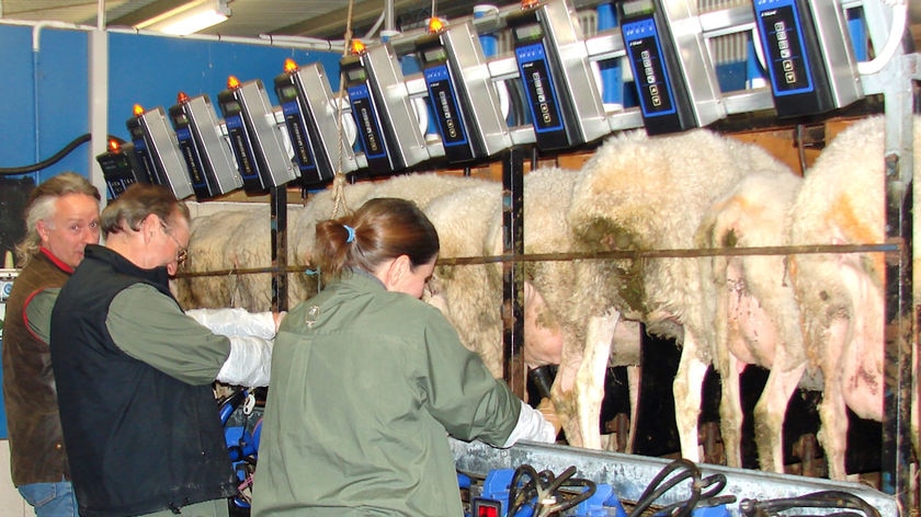 Milking sheep at a dairy at Birchs Bay, Tasmania.