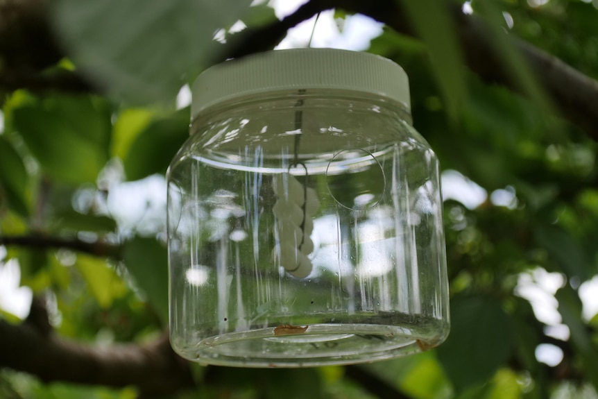 A fruit fly trap in a cherry tree 