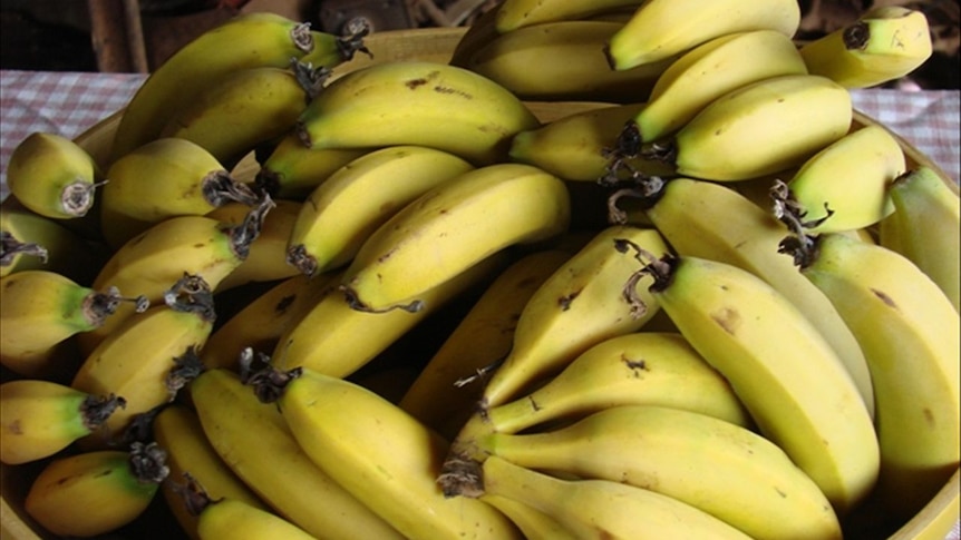 Banana produers hope the new technology will help them export